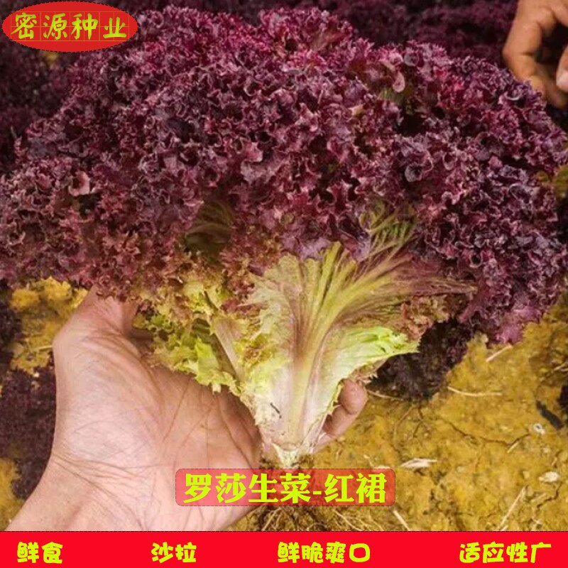 罗莎生菜红裙种子生吃沙拉紫色生菜种籽春秋季四季农家庭院菜种孑