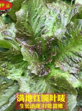 满地红圆叶麦种子 红叶油唛菜 四季可种耐寒可口爽脆庭院蔬菜种籽