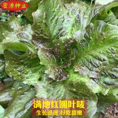 蔬菜耐寒庭院种子满地红圆叶麦种