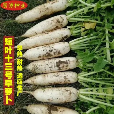 长短十三萝卜芽苗菜四季农家