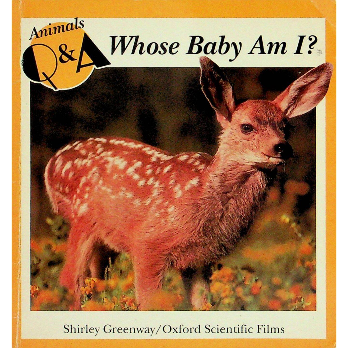 英语原版书动物问答系列我是谁的宝宝绘本亲子共读适读36岁雪莉格林威与牛津科学电影公司合作创作精美野生动物照片搭配简单文字