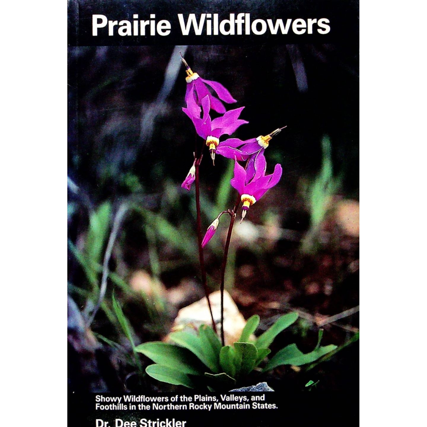 英文原版图书草原野花植物指南