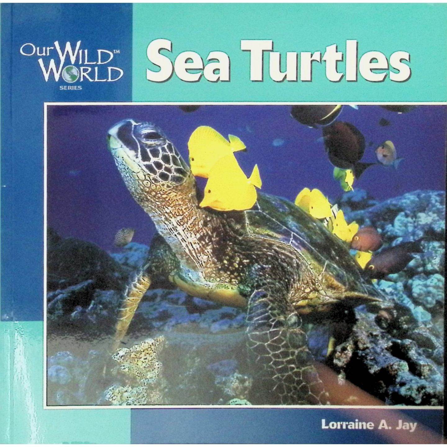 英语原版书我们的野生世界系列SeaTurtles海龟自然科学绘本适合710岁儿童阅读彩色插图非虚构类儿童读物了解海洋生物知识激发探