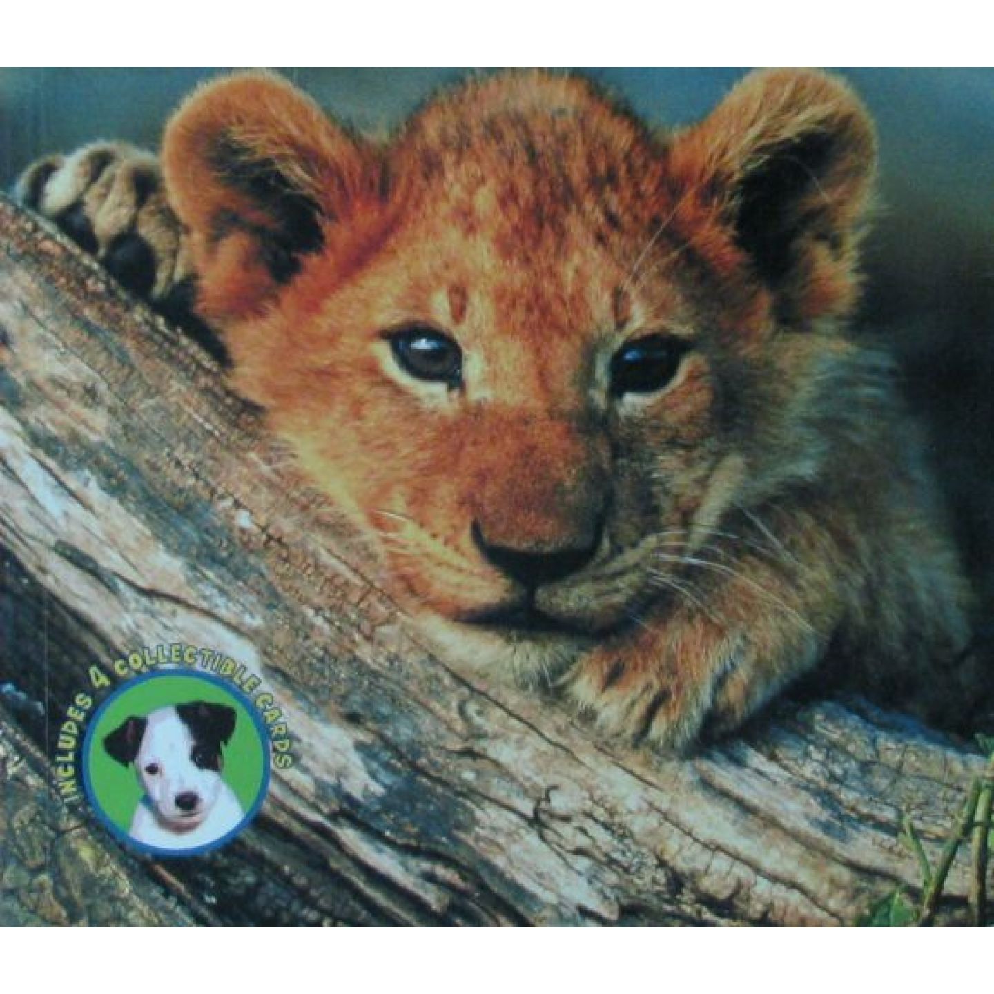 英文原版图书小动物科普绘本