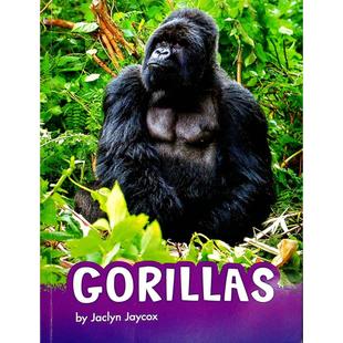 卵石探索系列英语原版书Gorillas大猩猩儿童动物科普绘本适合710岁孩子阅读了解大猩猩的生活习性和栖息地精美图片和简洁文字带