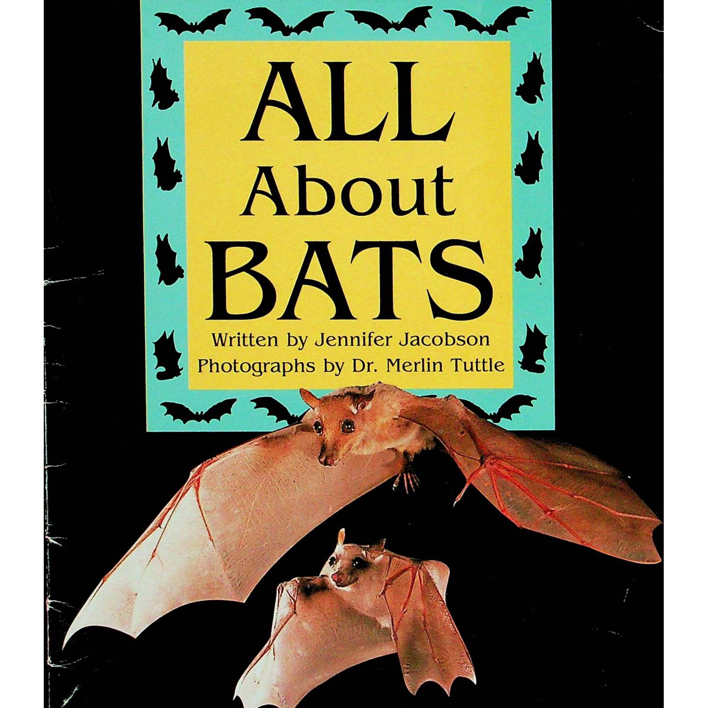 英文原版图书蝙蝠科普英语绘本