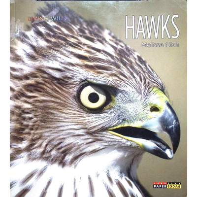 英文原版图书鹰类科普绘本