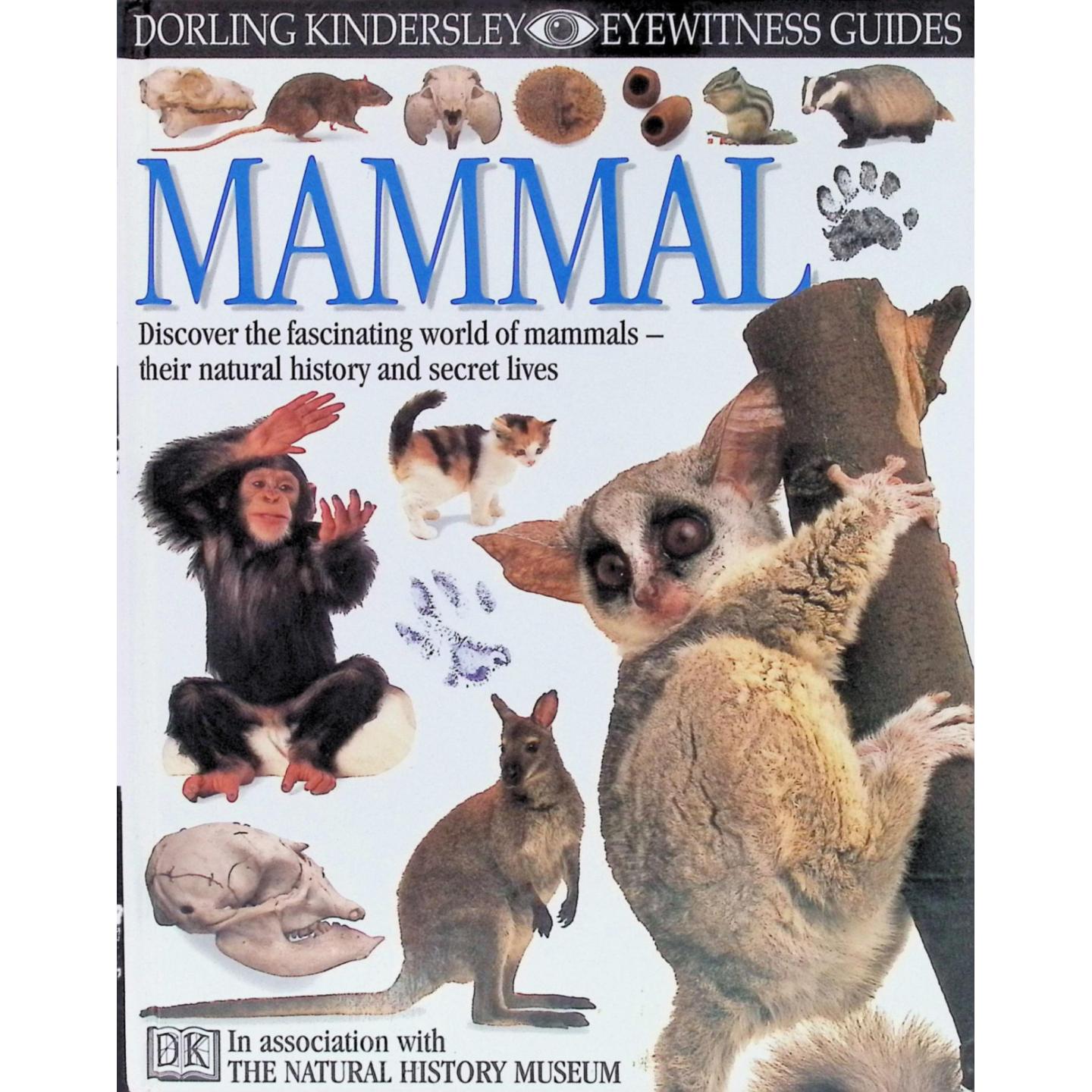 英文原版图书哺乳动物科普绘本