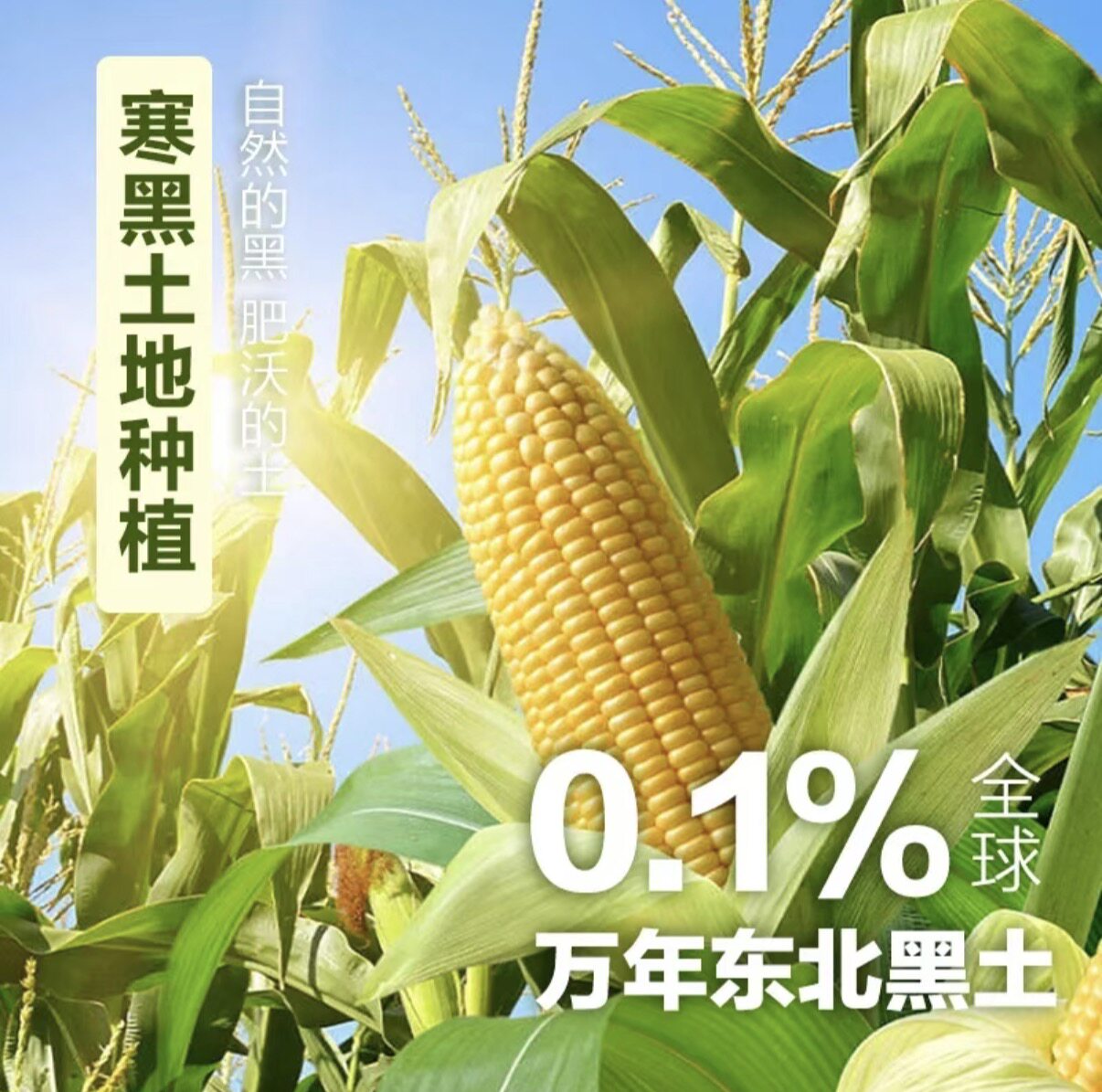 当季东北黑土地黄糯玉米2000g×8支黄金铝箔装糯大棒黏糯真空锁鲜