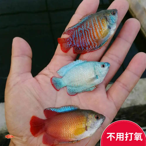 彩色金鱼价格 彩色金鱼图片 星期三