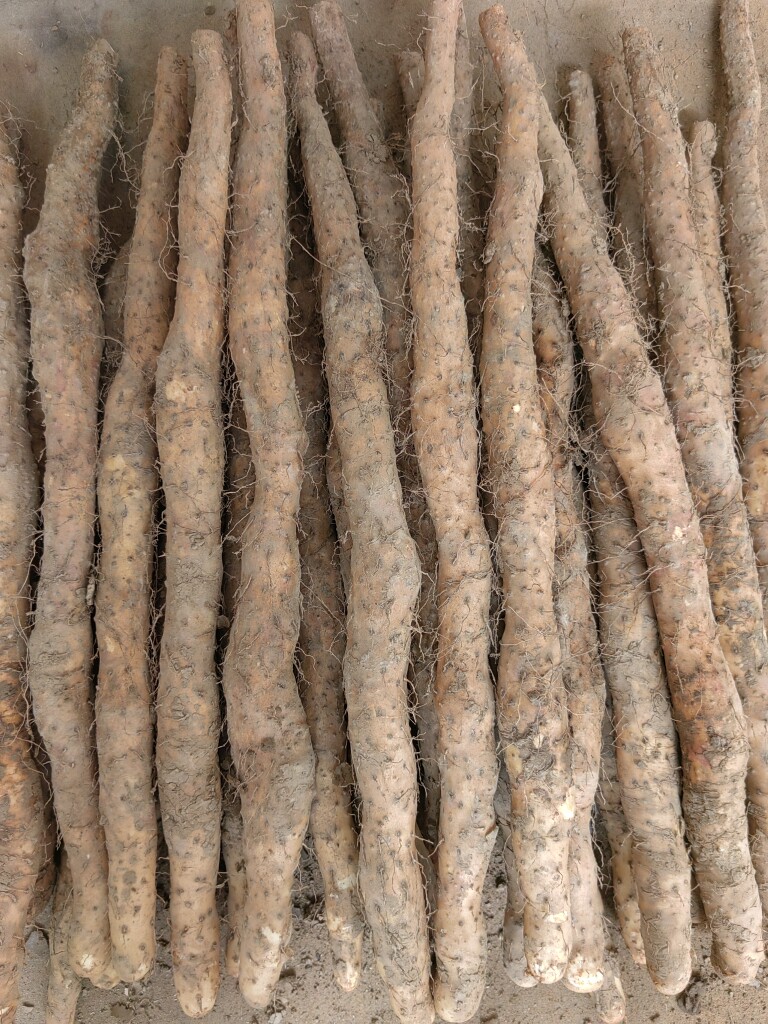 河南焦作怀山药温县垆土地铁棍山药35公分长,净重5斤  少量粗货