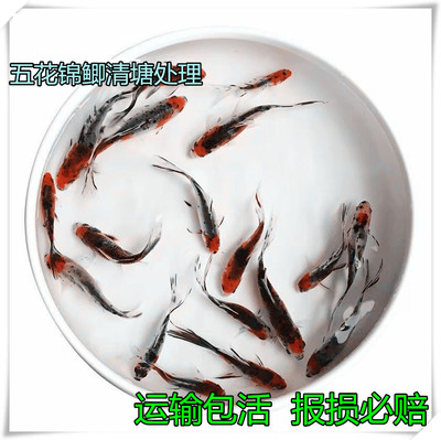 锦鲤观赏鱼幼苗纯种白三色淡水