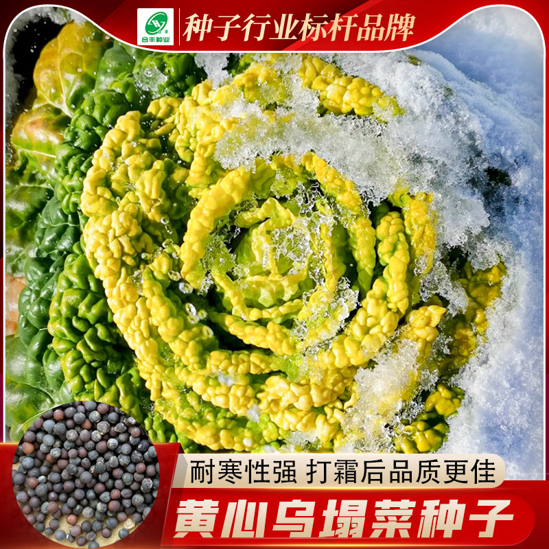 黄心乌菜种子特耐寒高产菊花芯种子乌塌菜种籽黄心菜白菜蔬菜种子