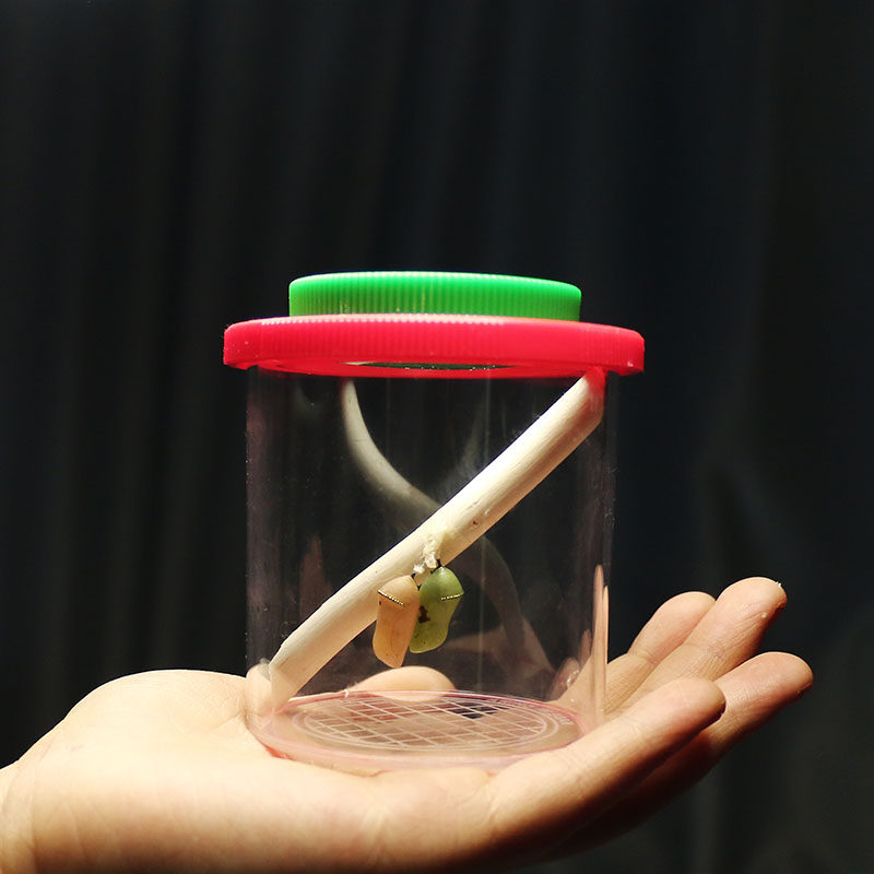 现货真蝴蝶蛹羽孵化笼儿童幼儿观察盒笼箱破蛹茧成蝶礼物宠物蚕