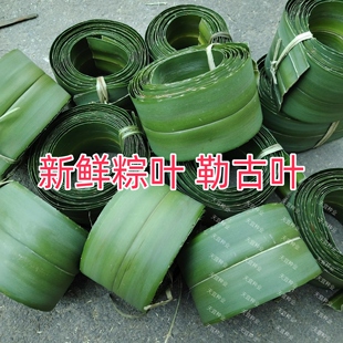 【去刺+刨软发货】广东新鲜粽叶勒古叶粽叶露兜叶绞古叶阳春特色