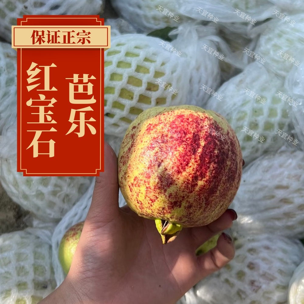 正宗【红宝石芭乐】番石榴红心芭乐新鲜广东水果奶油批发整箱现摘,水产肉类/新鲜蔬果/熟食,番石榴/芭乐,淘宝优惠券,粉丝福利购,淘宝优惠卷