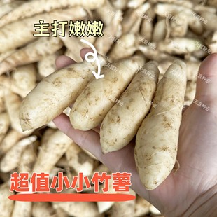 【嫩嫩小小竹薯】【送蘸料】网红椒盐竹薯广东新鲜正宗竹薯菱薯冬