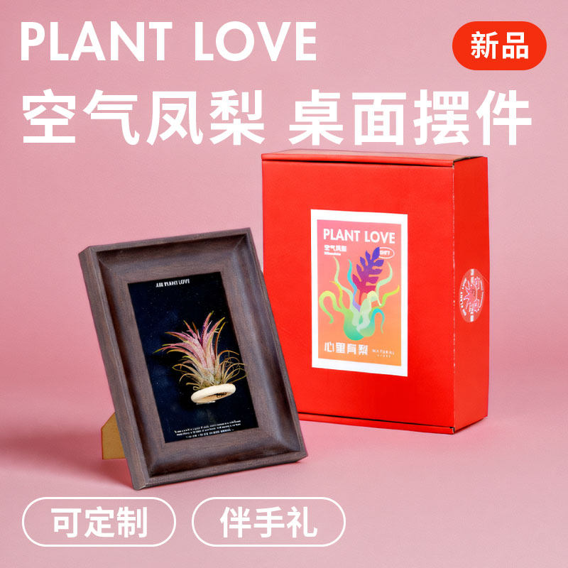 自然士多 凤梨挂画 空气凤梨植物相框伴手礼盒定制精灵好养好看