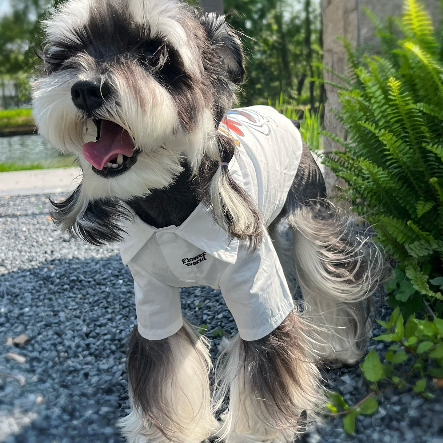 狗狗衣服春夏季宠物衬衫
