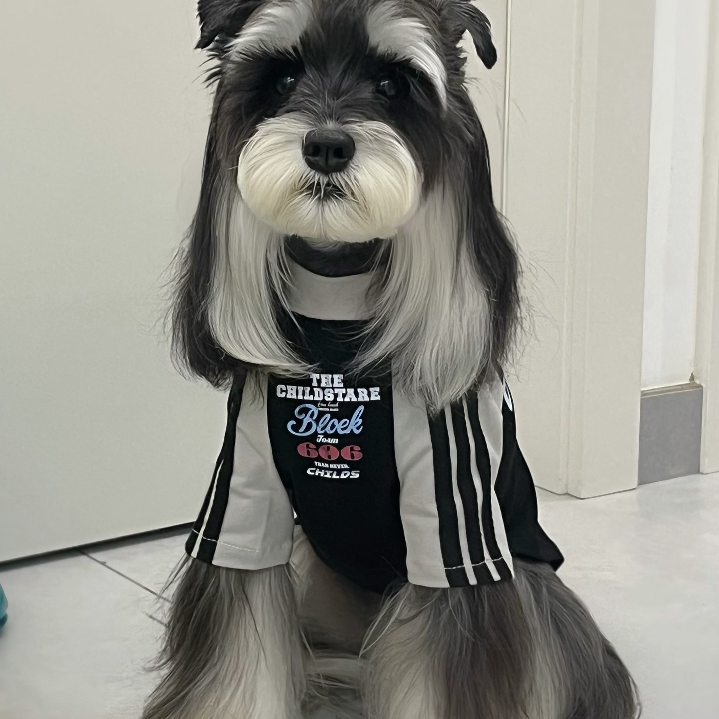 狗狗衣服春夏季薄款T恤宠物短袖棉夏天外穿防晒凉凉衣小型犬小狗
