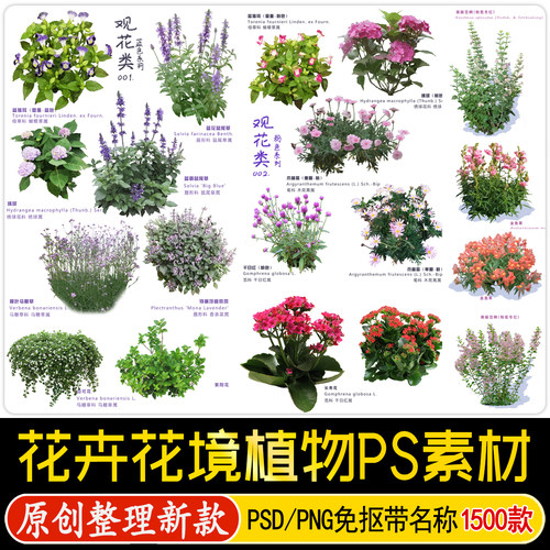 园林景观花卉花镜花境地被植物PS效果图PSD免抠PNG素材procreate