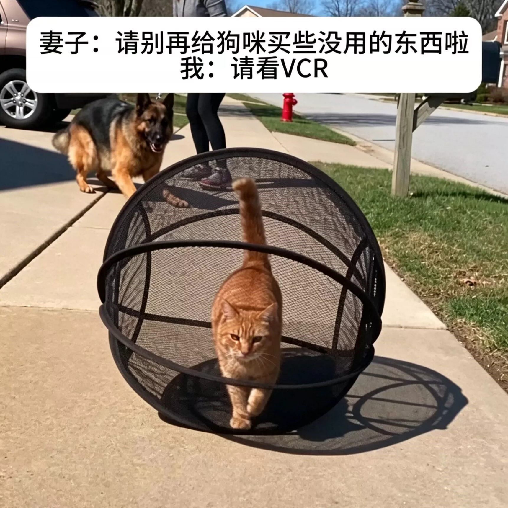 户外透气网纱球滚动溜猫帐篷