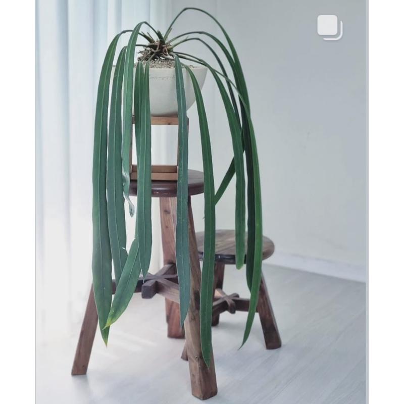 银脉丝绸维塔领带花烛海芋蔓绿绒 室内垂吊悬挂绿植盆栽观叶植物