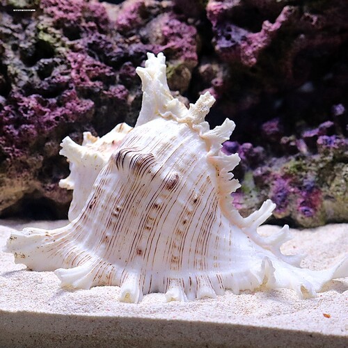 海螺贝壳海星鱼缸水族箱造景装饰寄居蟹换壳工艺品收藏小礼物