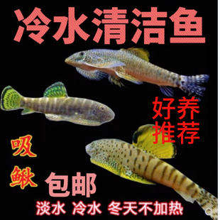 吸鳅爬岩鳅冷水清道夫观赏鱼溪流琵琶鱼除藻清洁工具鱼琵琶鳅吃藻