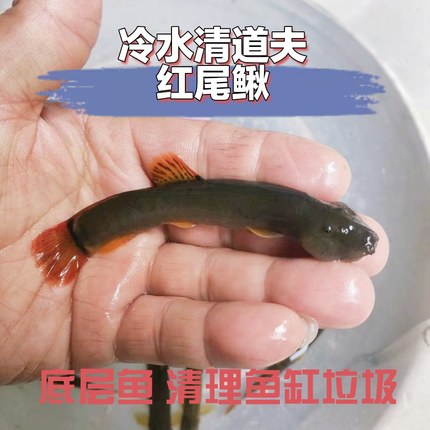 除藻鱼红尾鳅原生鱼除藻清洁鱼缸工具鱼观赏鱼冷水清道夫吃垃圾鱼