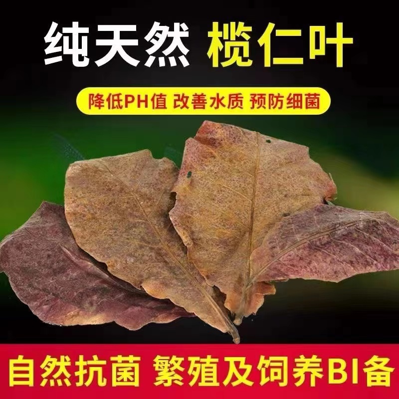 天然精品榄仁叶降ph值降产地直销