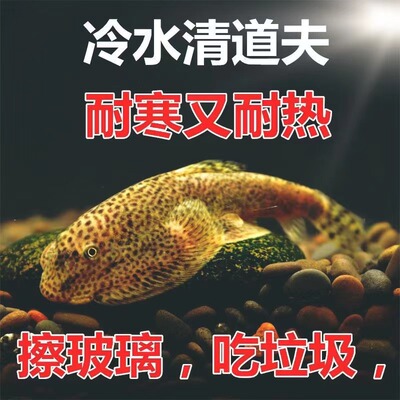 冷水清洁鱼吸鳅鱼清洁鱼缸除水藻