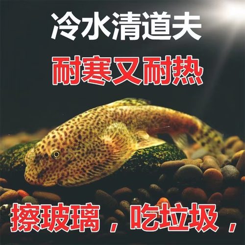 冷水清洁鱼吸鳅鱼清洁鱼缸除水藻
