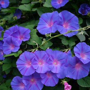 英国牵牛花丰花爬藤喇叭花苗宿根多年生植物耐寒耐热四季开花机器