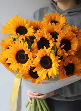 小黑熊向日葵种子孑文森特橙色芯葵花子可切花阳台盆栽庭院地栽