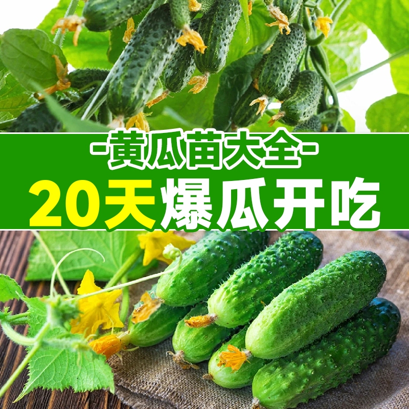 水果黄瓜苗秧四季种子阳台番茄春季蔬菜苗秧苗盆栽南方小青瓜旱瓜