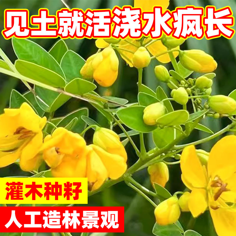 决明子种子护坡固土植物灌木草种籽枣林景观绿化边坡高速公路草籽