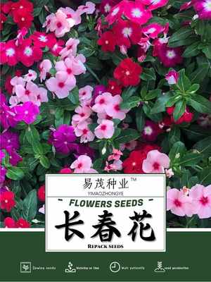 长春花种子日日春天天开花种籽易活四季播种庭院阳台盆栽耐热花卉