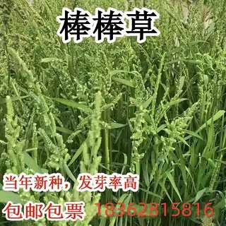 棒棒草种子耐寒水草水稗草
