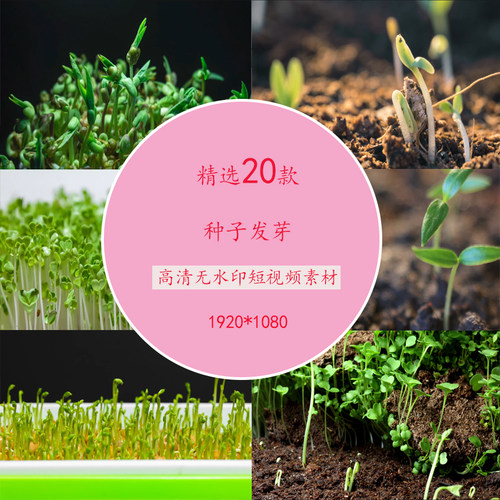 种子发芽延时摄影视频素材种子生长视频素材种子发芽视频素材