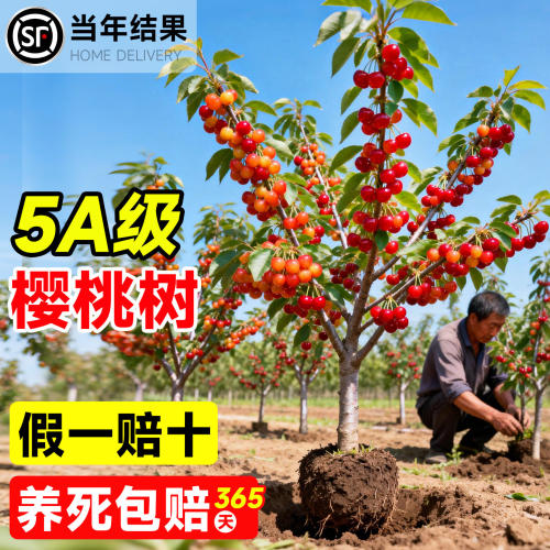 樱桃树果苗大樱桃苗红妃中华小土樱桃车厘子水果树果苗南北方种植