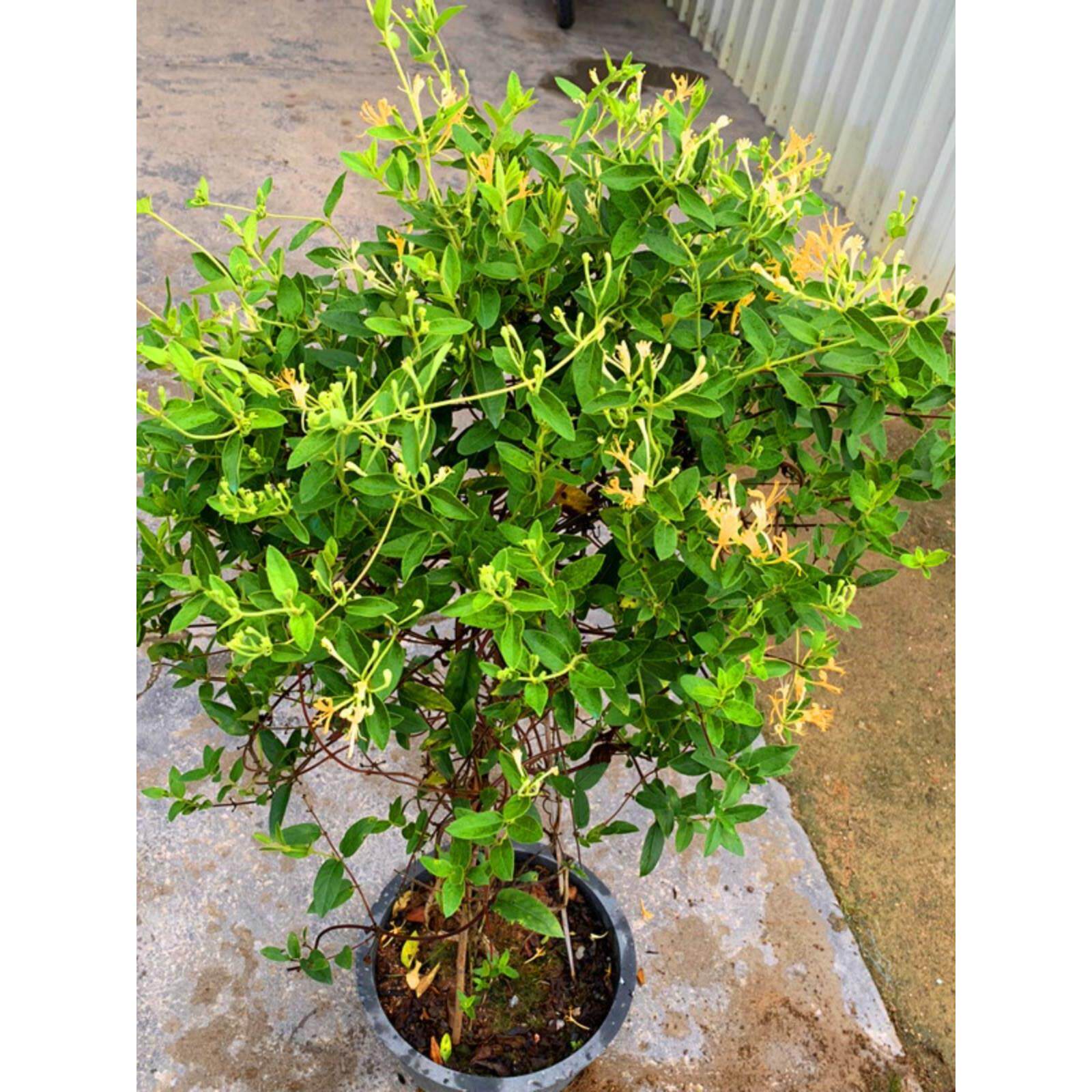 四季金银花树苗盆栽食用爬藤植物花卉室内老桩红黄白金银花苗