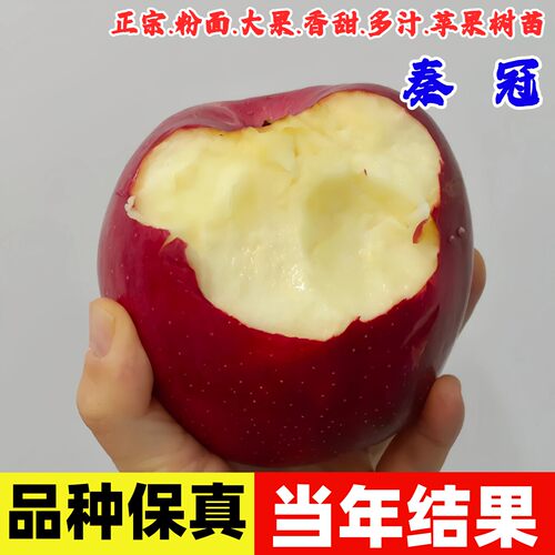 陕西秦冠粉面苹果树苗盆