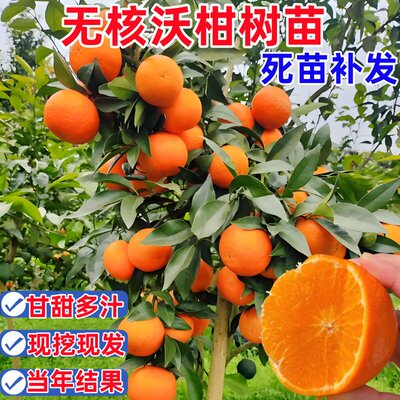 沃柑树苗无核盆栽地栽带果南北方种植嫁接橘子树苗沃柑苗当年结果