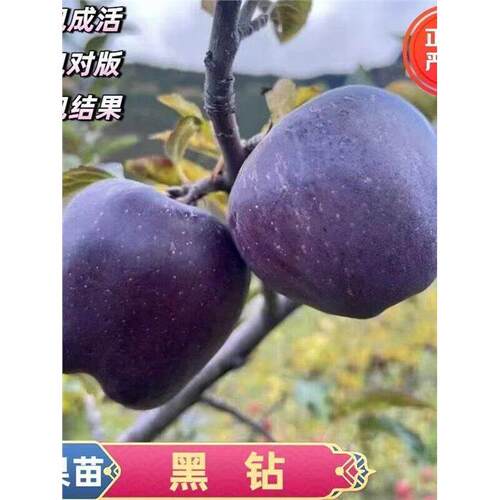 黑钻苹果树苗嫁接苗盆栽