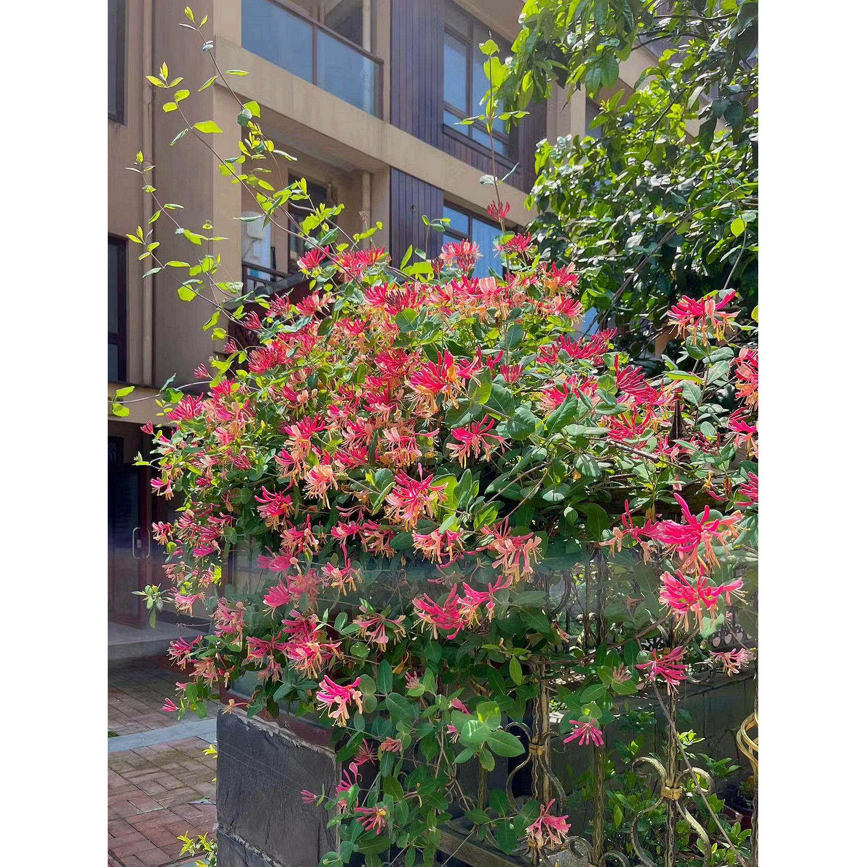庭院爬藤红色金银花树苗老桩可食药用五彩阳台盆栽植物浓香四季开