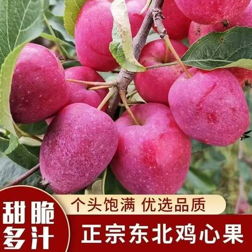 嫁接鸡心果苹果树苗阳台