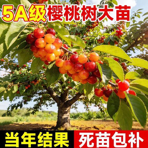 正宗樱桃树果苗大樱桃苗车厘子树苗红妃中华土樱桃庭院南北方种植