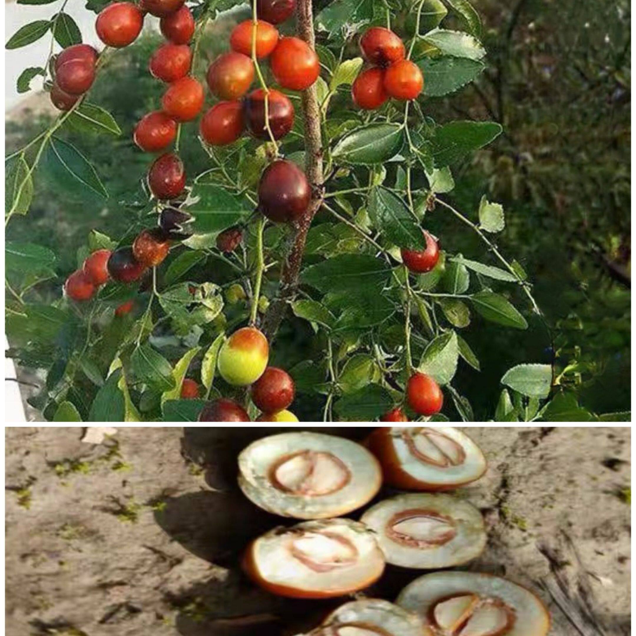 酸枣树苗批发100颗晋酸3号药用高产双仁酸枣苗现挖现发保证成活率