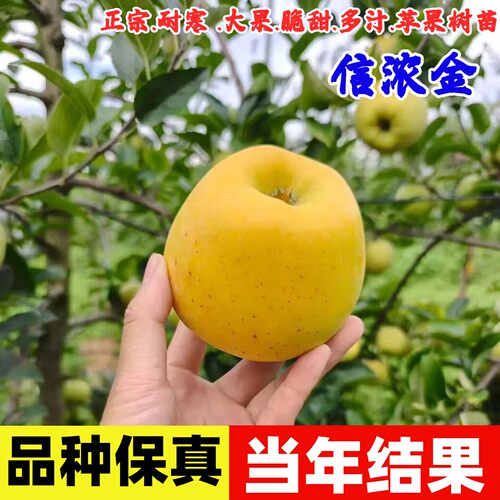 嫁接信浓金特大脆甜晚熟
